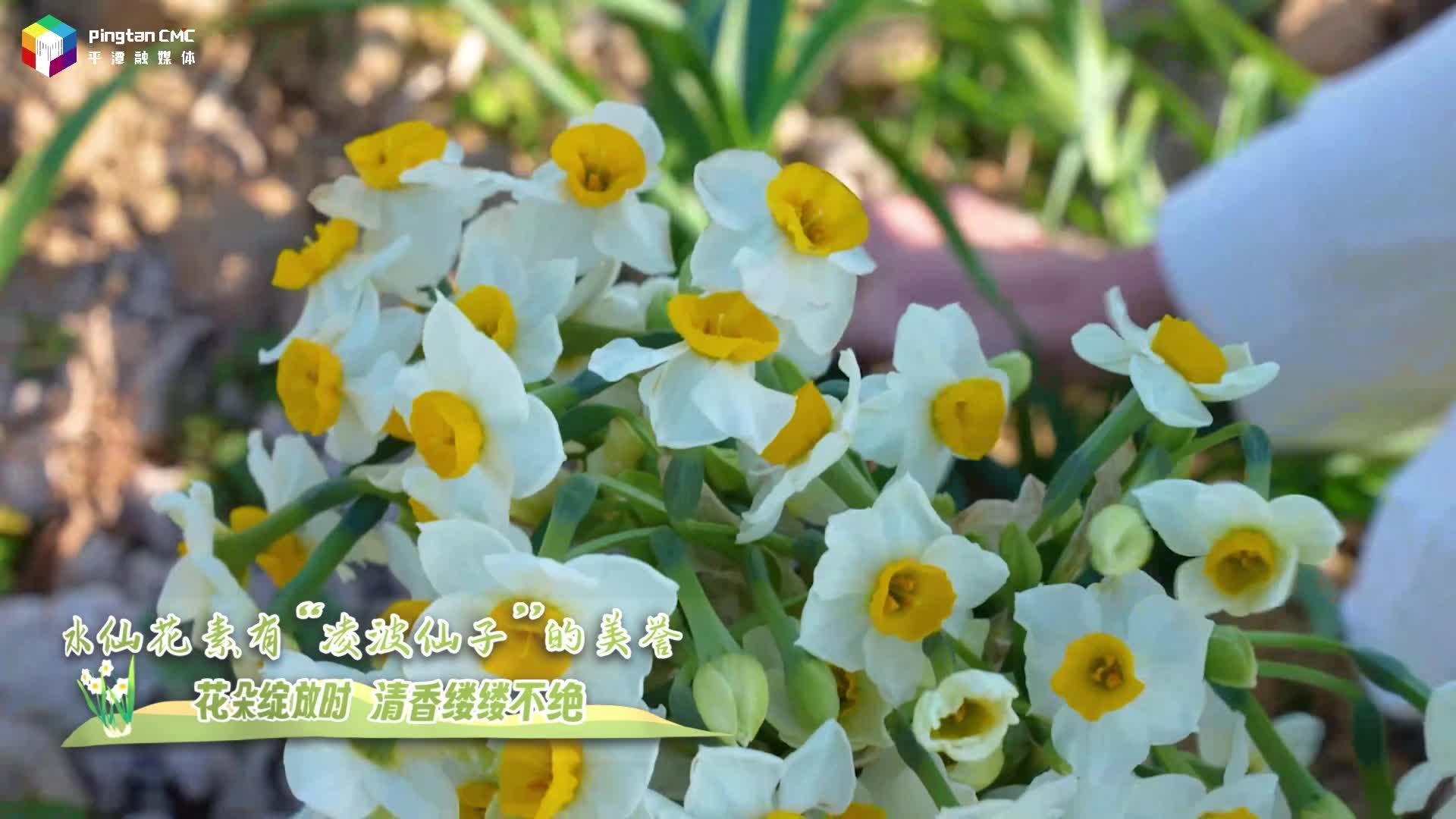 1月14日9:00點(diǎn)，把“凌波仙子”帶回家！