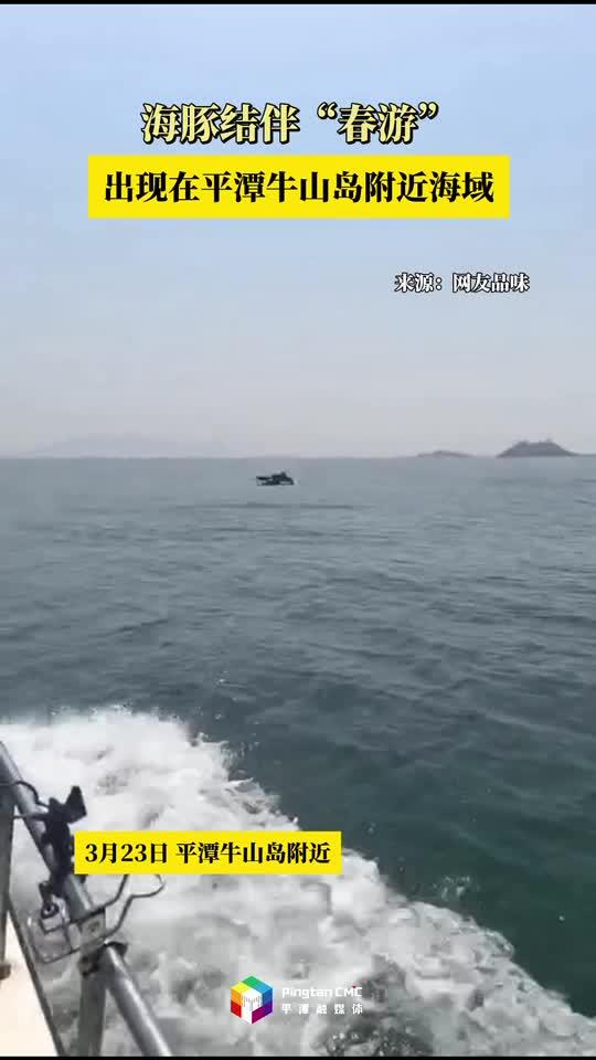 平潭牛山島附近海域出現(xiàn)海豚結(jié)伴“春游”