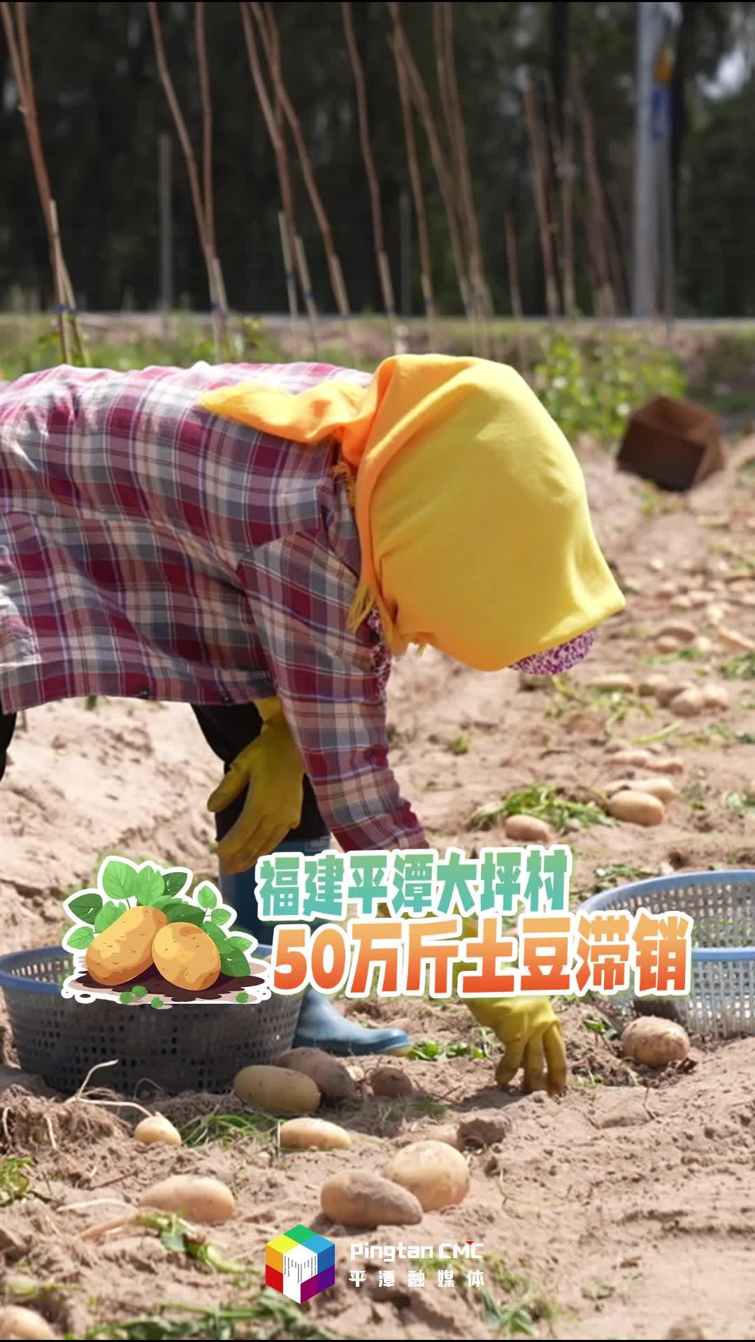 急急急！福建平潭50萬(wàn)斤土豆滯銷，農(nóng)戶愁壞了！